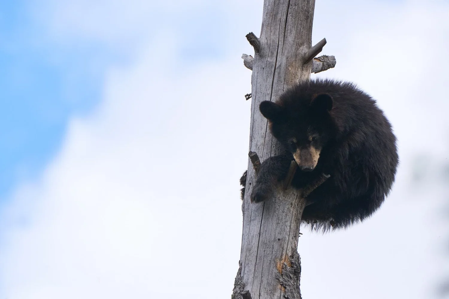 Black bear cub curled against a dead snag, blue sky and cloud behind