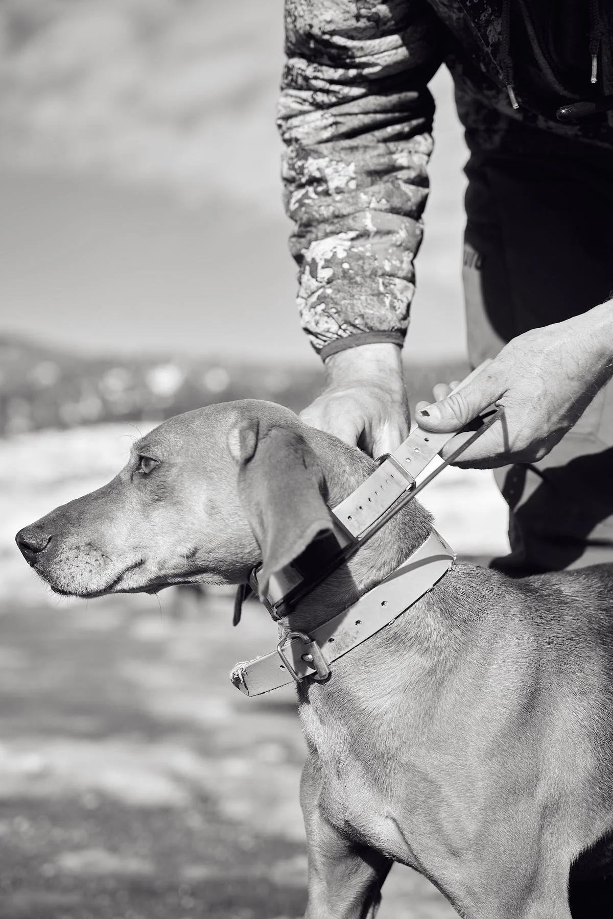 Black and white photo of hands fastening a tracking collar on a hound, snowy hills behind