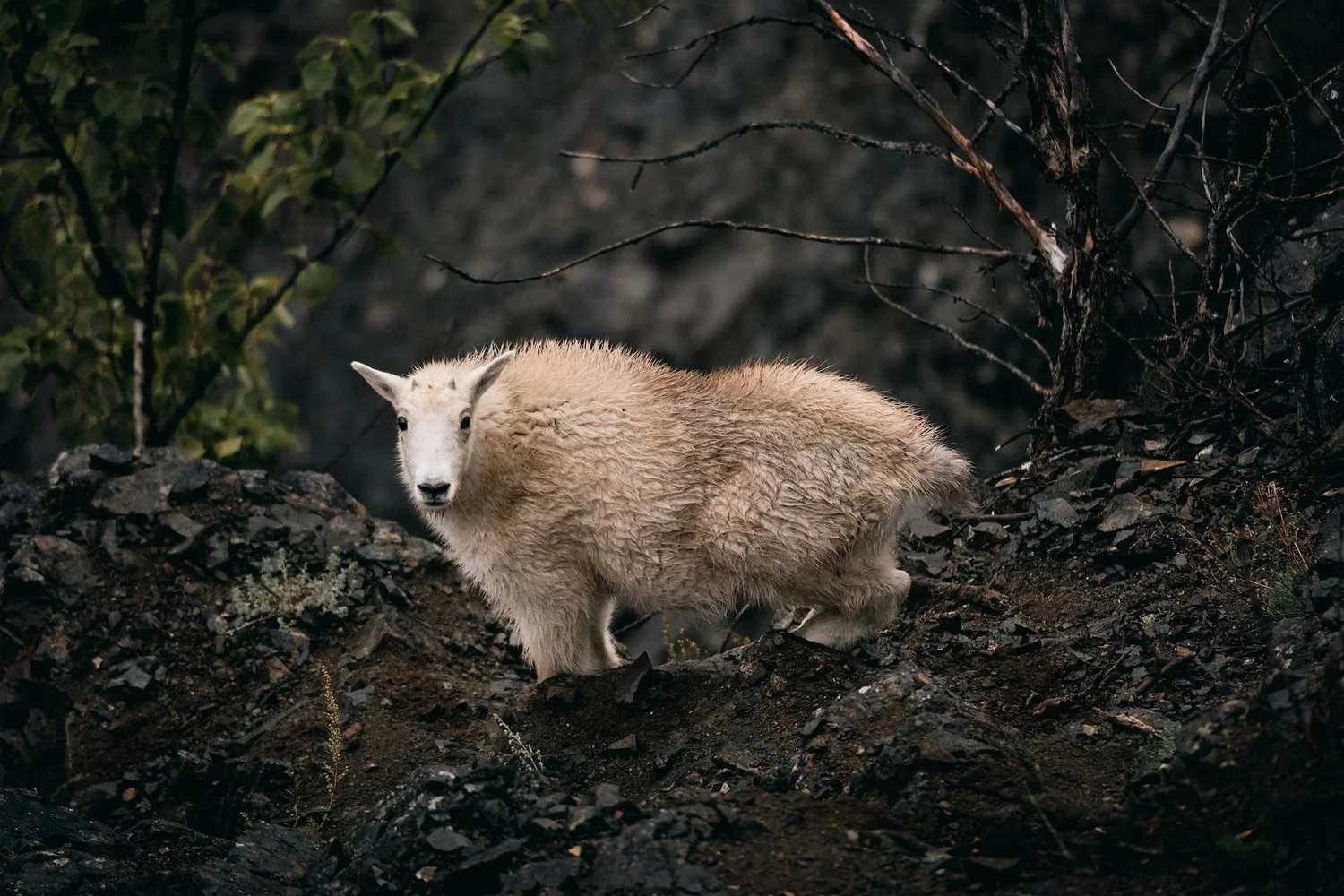 Mountain goat on a dark rock ledge, looking back at the camera