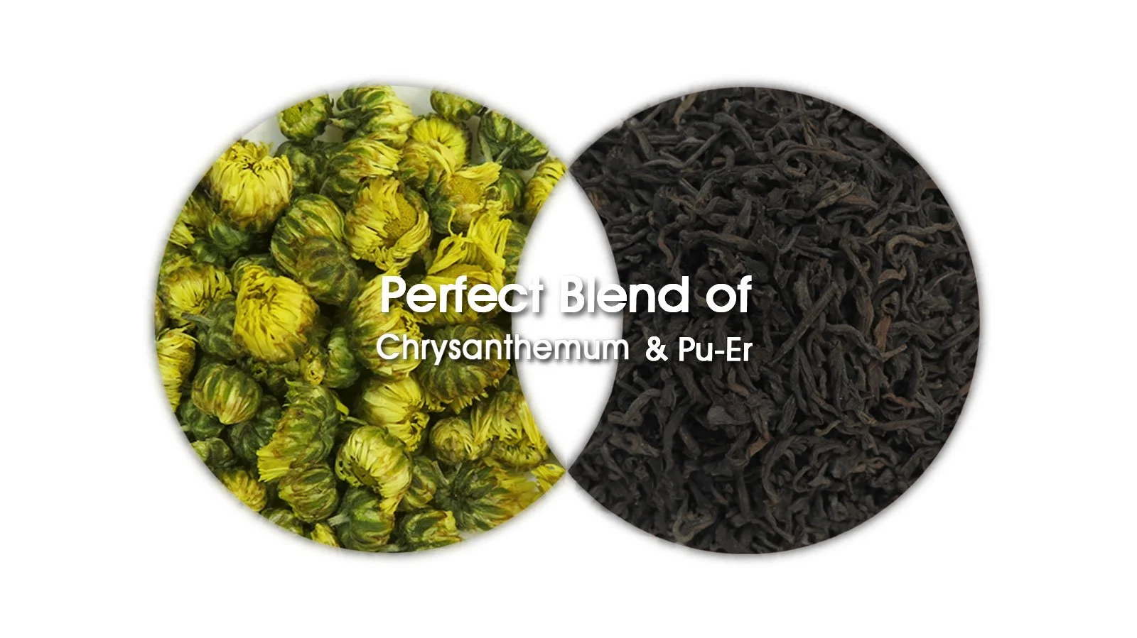 absolute-magic.com - Premium Blend of Baby Chrysanthemum Bulbs and Pu-Er (Black Tea) 100 gm Gross Pack (JuHuaPu-ErHeiCha) Origin : Hangzhou and Yunan, China