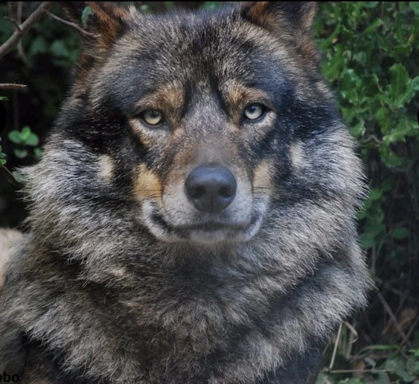 Where the Wild Things Are