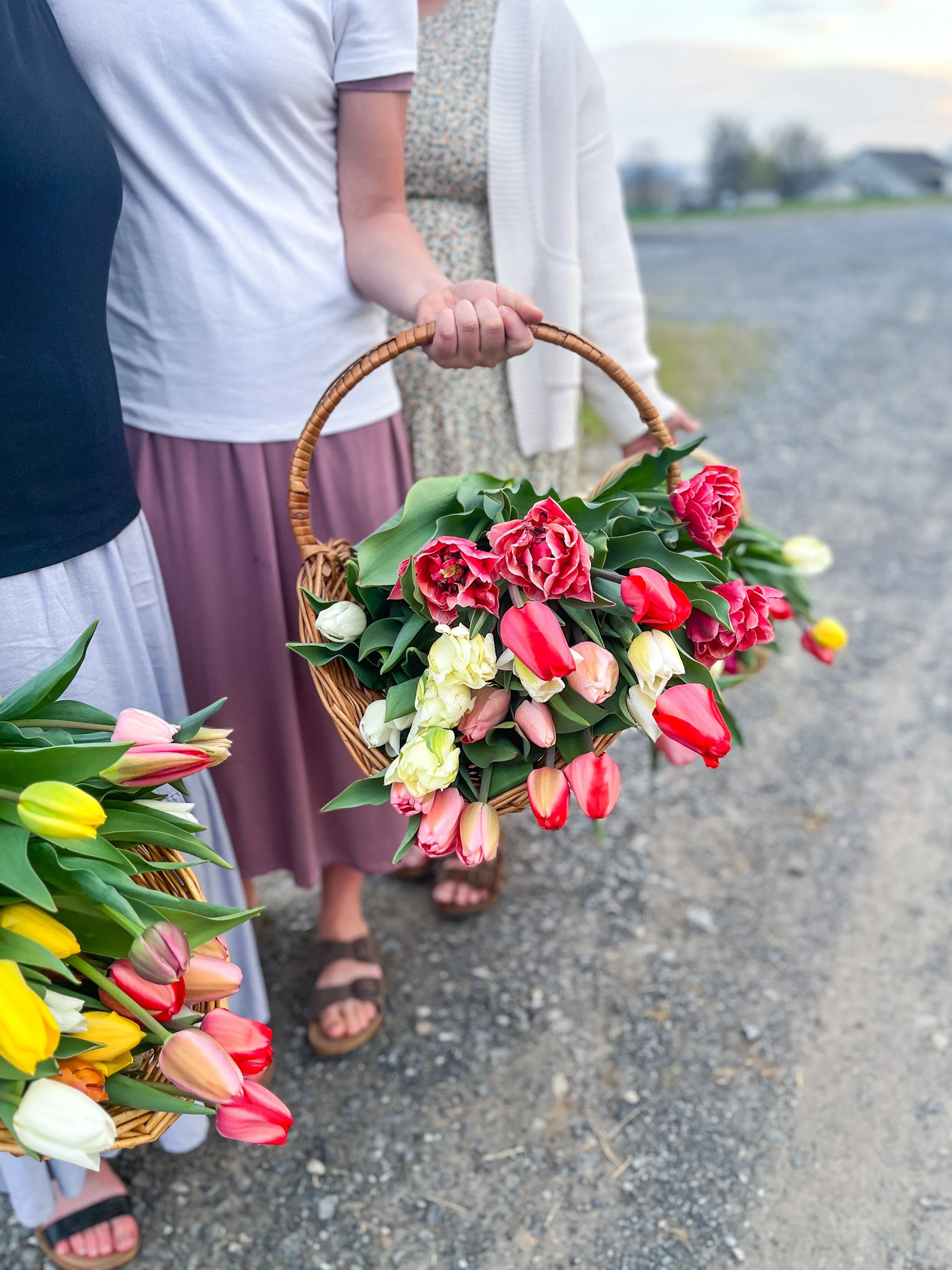 1 U-Pick Spring Stem