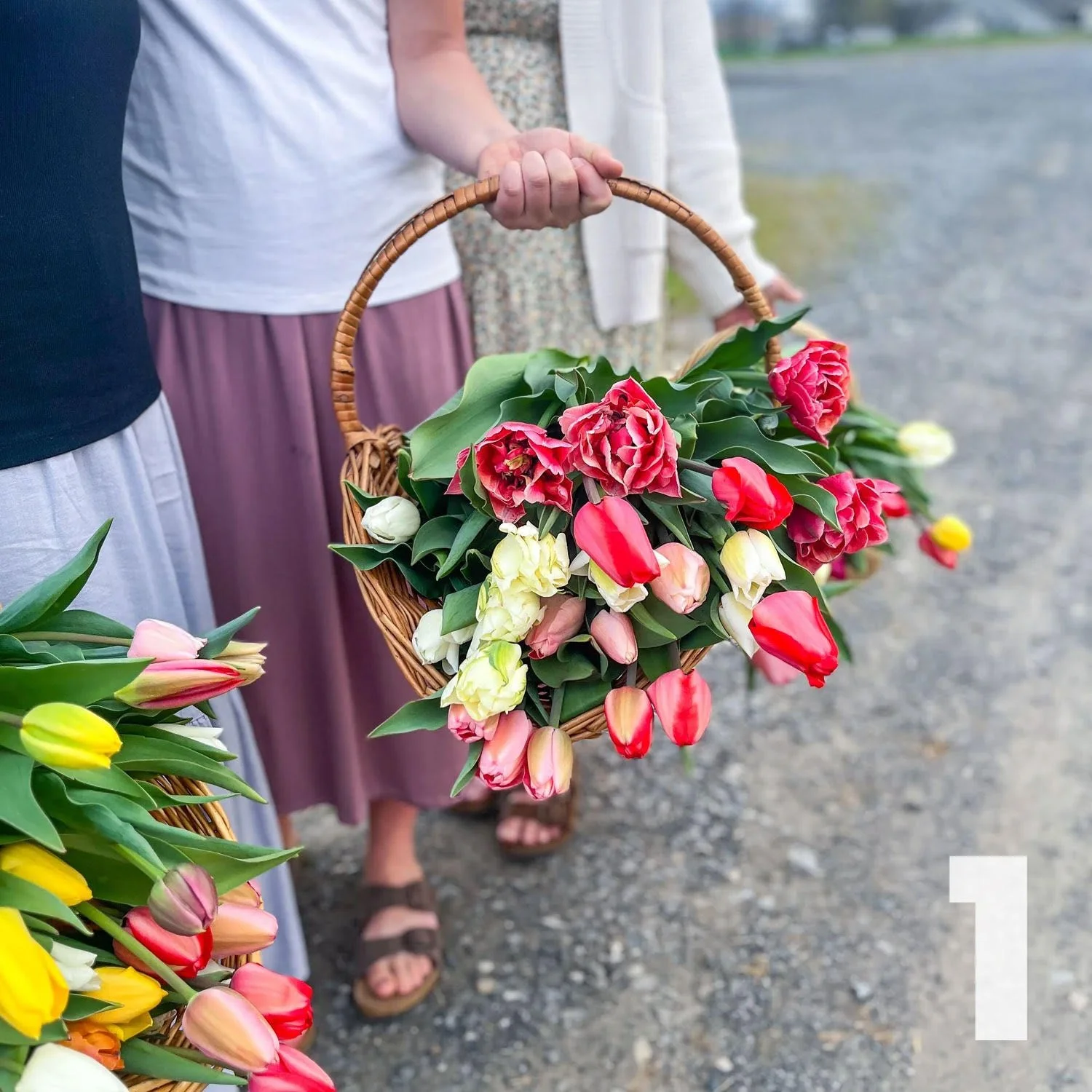 1 U-Pick Spring Stem