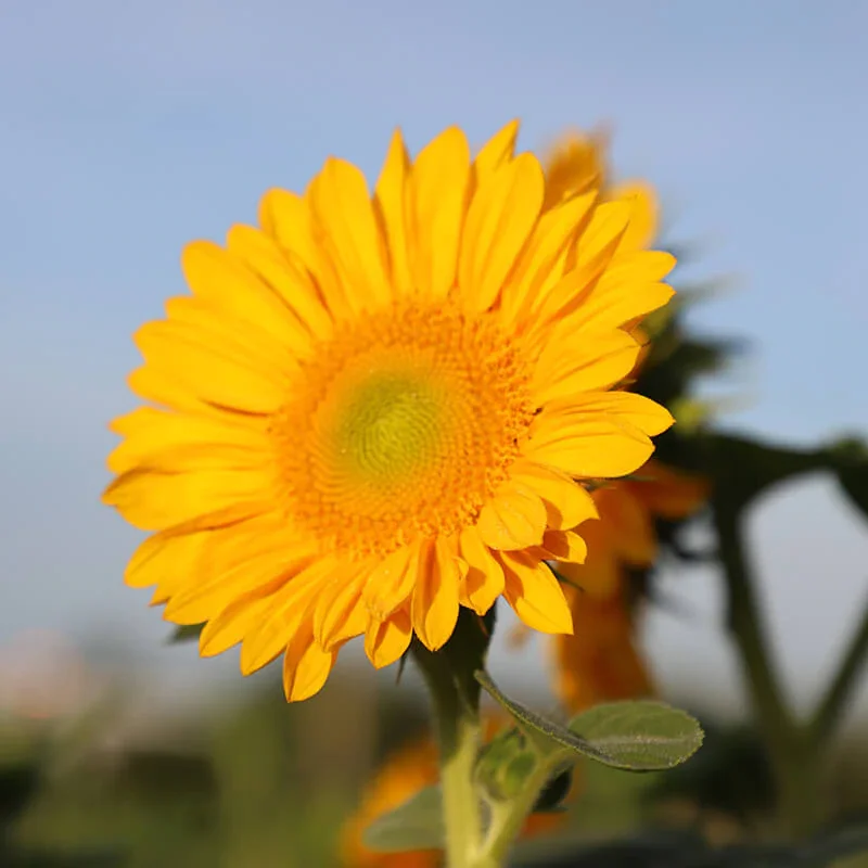 Sunflower. Harris Seeds..webp