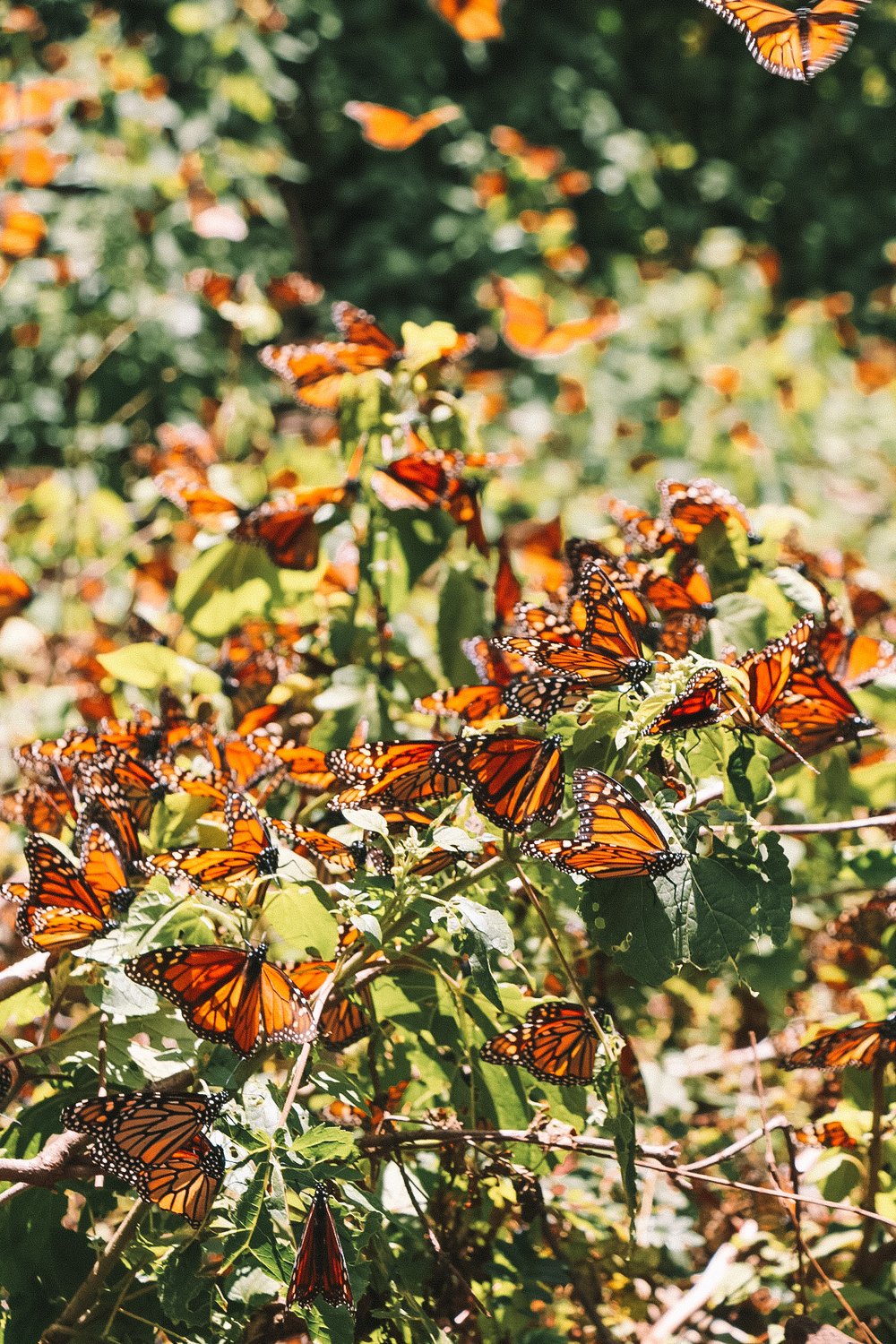 Monarch Butterflies  Smithsonian Institution