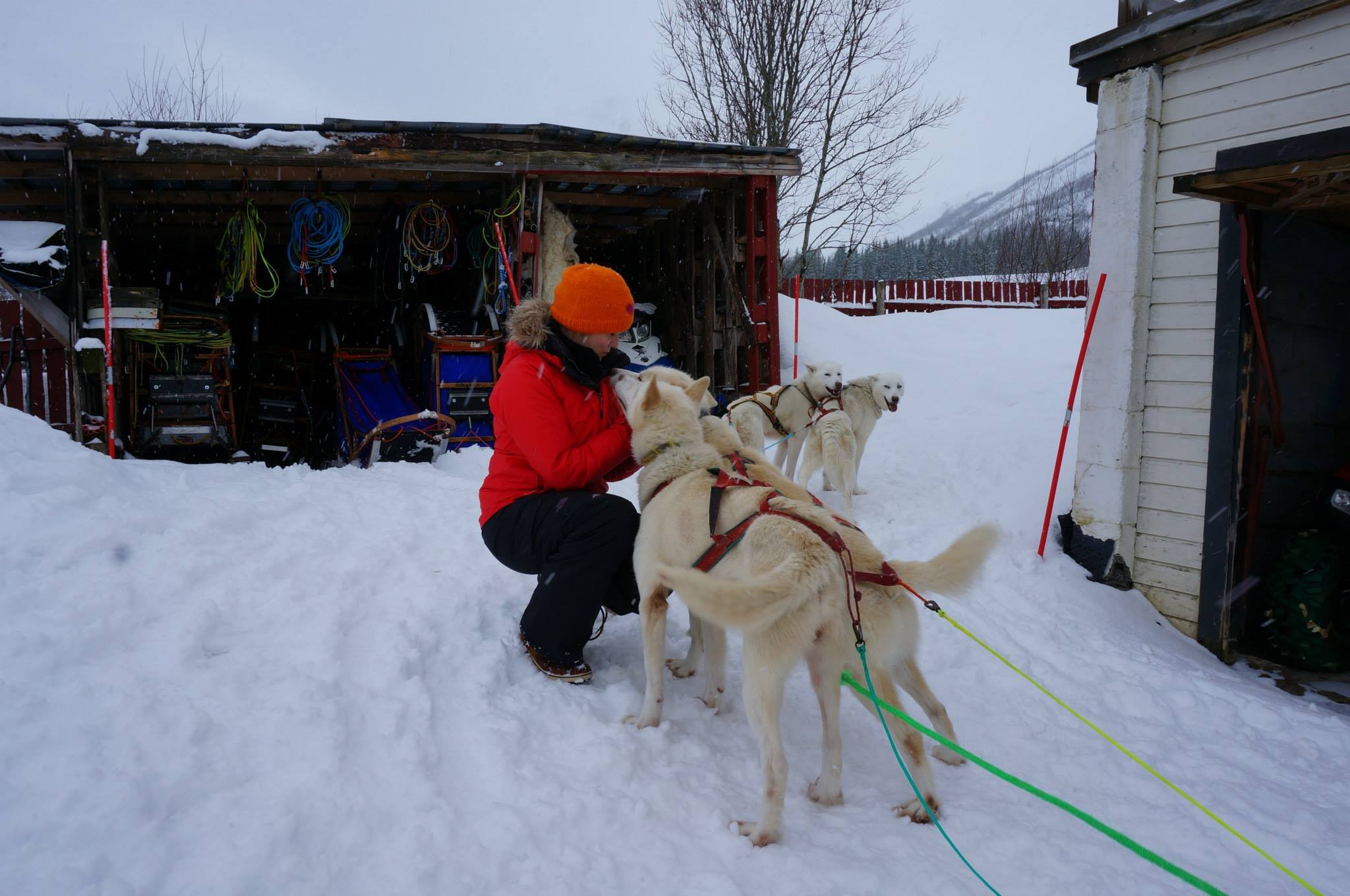 Tromso_MC_Sled_Dogs.jpg