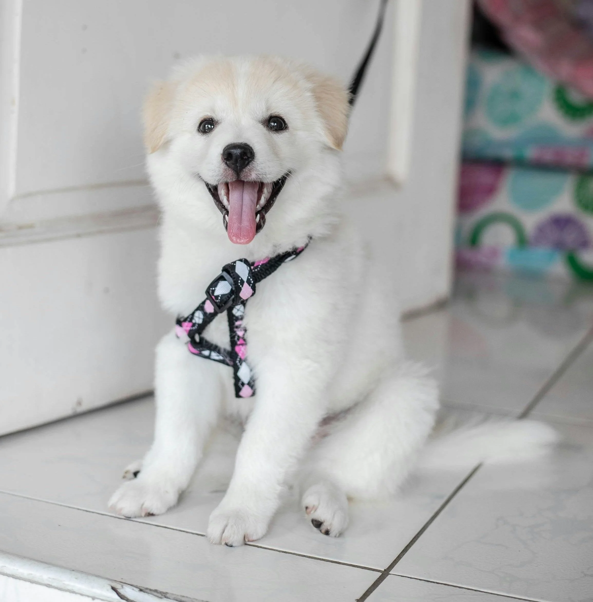 Happy, fluffy white puppy sitting on a tiled floor, wearing a patterned harness and giving a joyful expression.