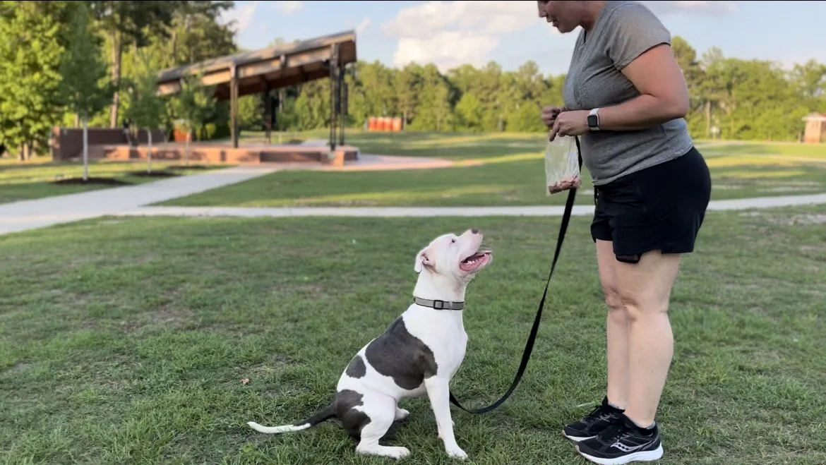 A woman in athletic clothes holding a treat bag with a leash attached to a sitting white and black dog in a park.