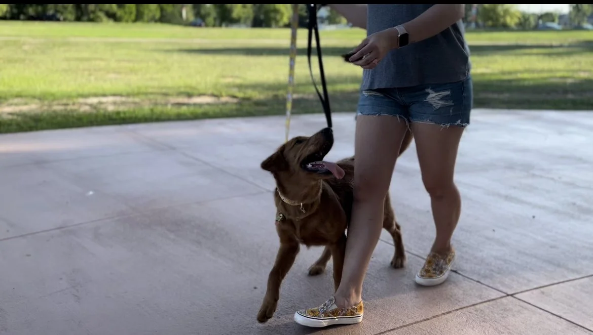 A person walking a brown dog on a leash in a park-like area on a paved path.