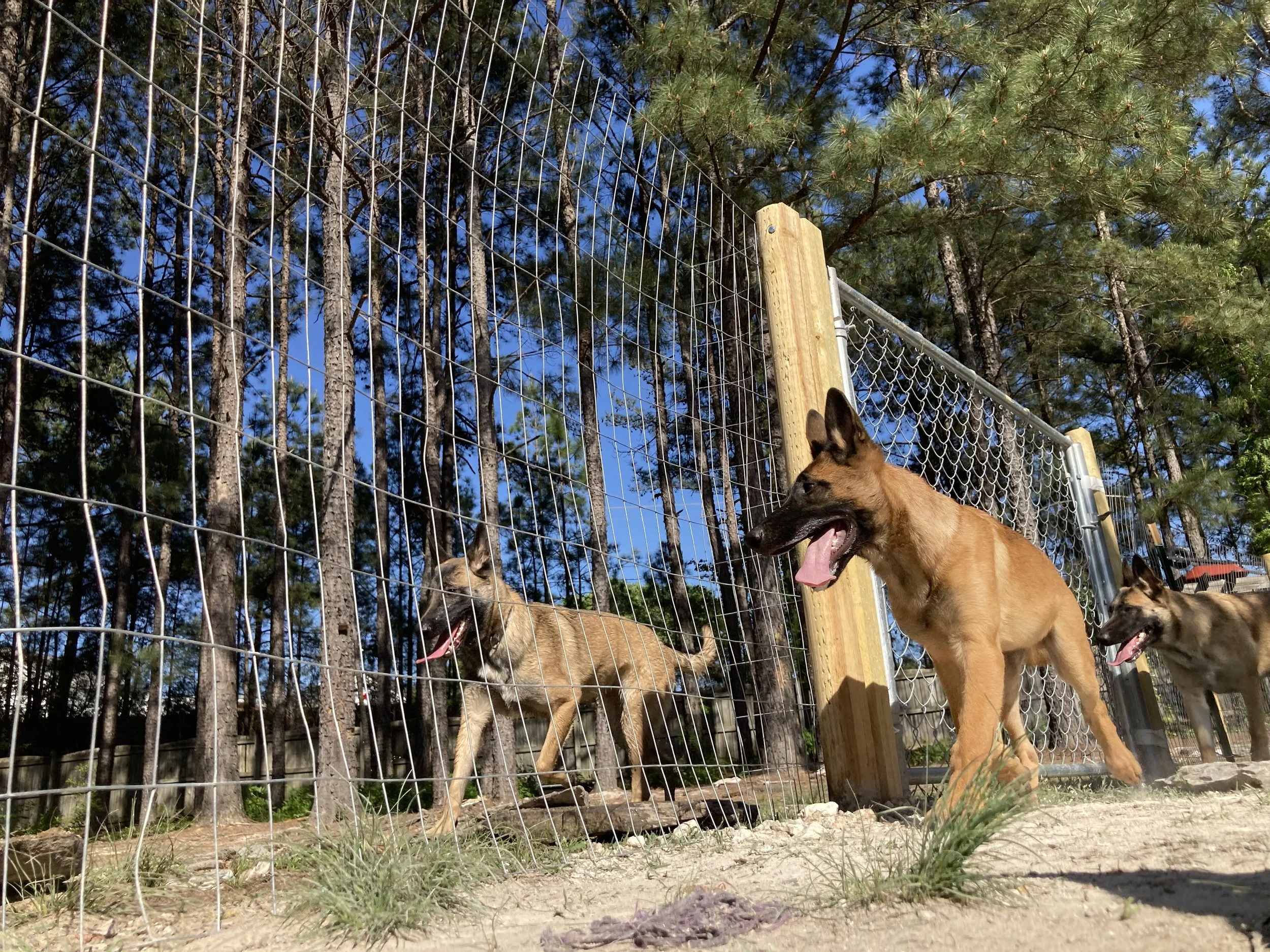 Columbia K9 Elite