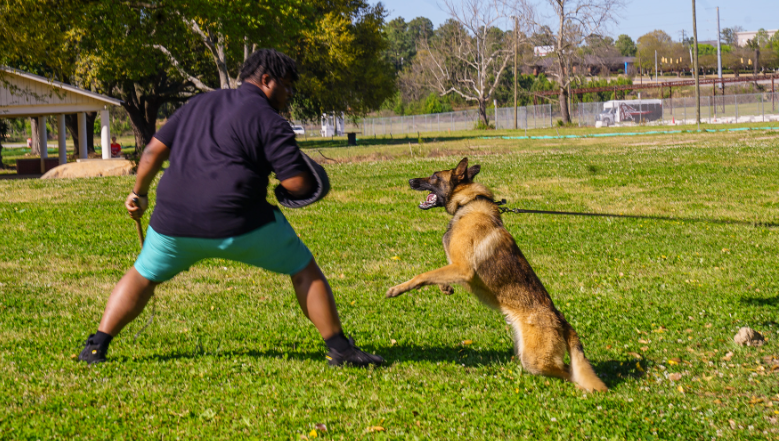 Person and German Shepherd playing tug-of-war with a leash in a park.