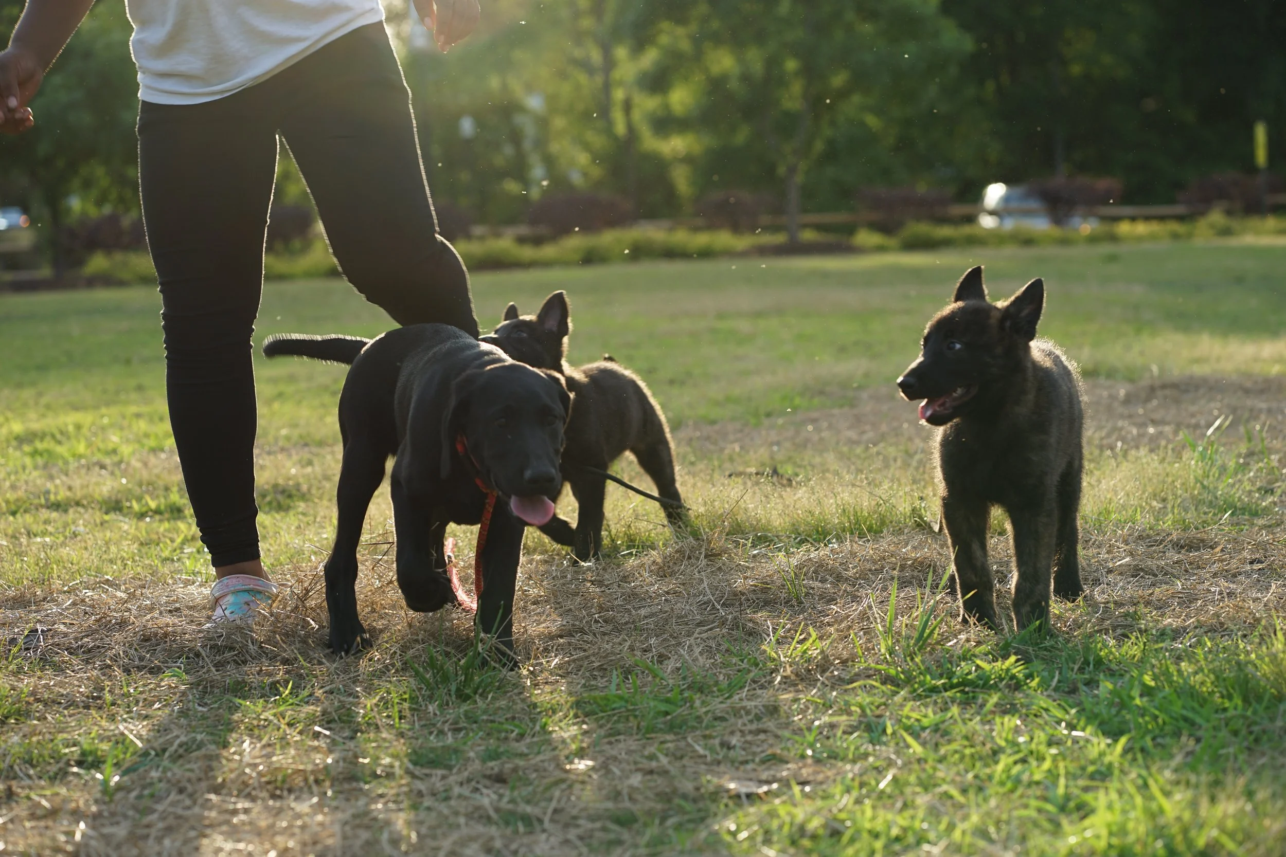 What Shots Do 3 Month Old Puppies Need