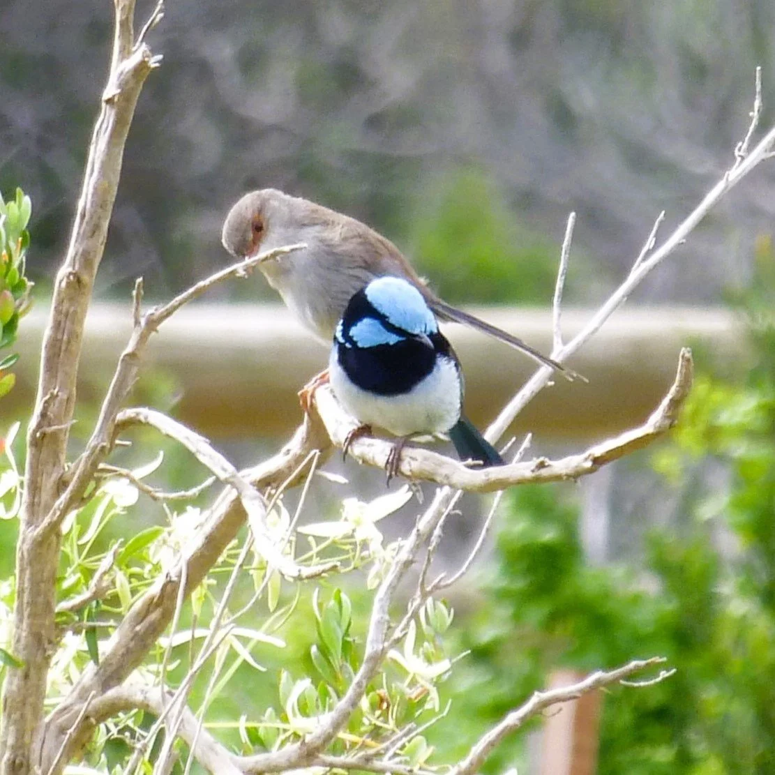Fairy wren newland head from Joy Whellum - Copy.JPG