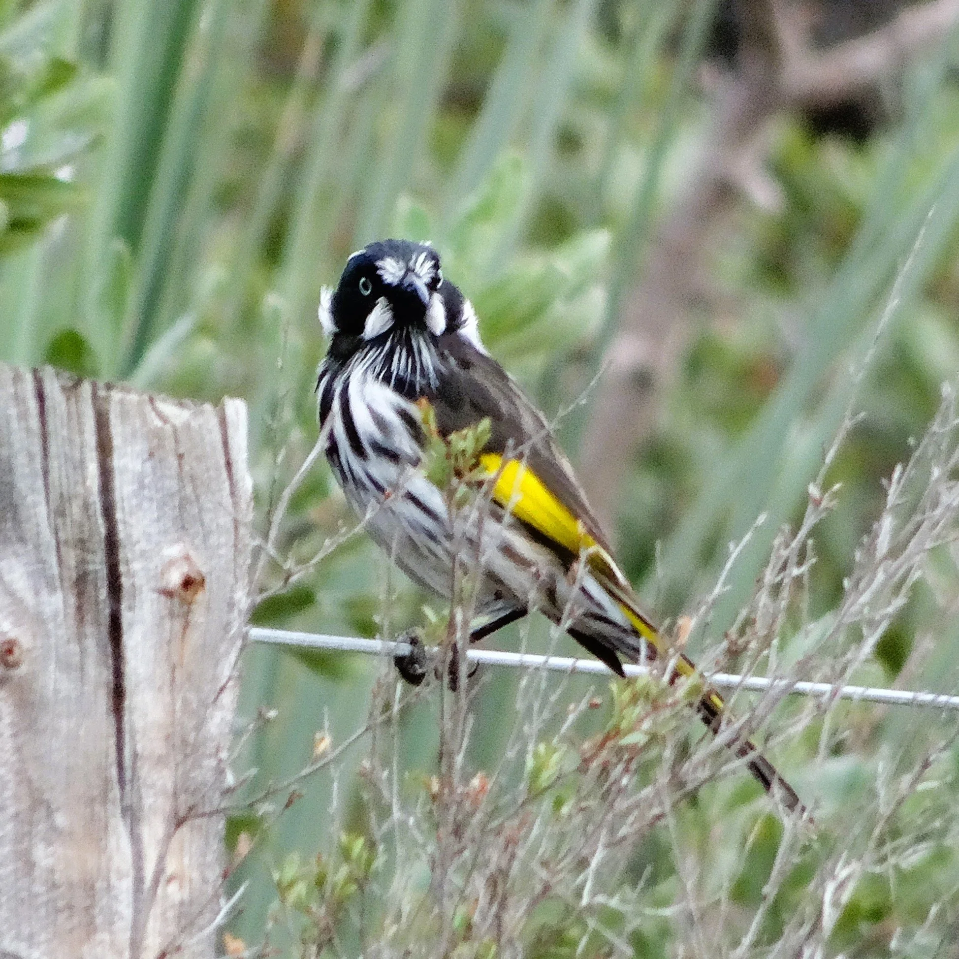 New holland coxes scrub from Joy Whellum - Copy.JPG