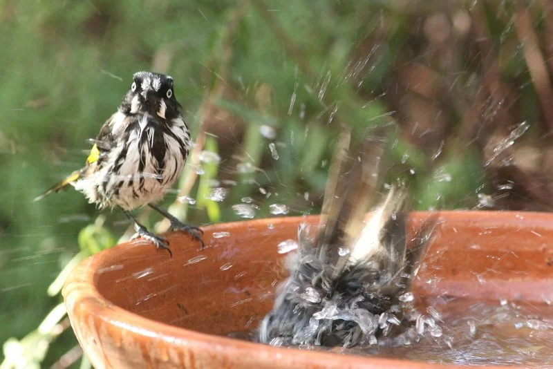 New Holland Honeyeaters-bathtime-2 Credit Martin Stokes, Green Adelaide.jpg