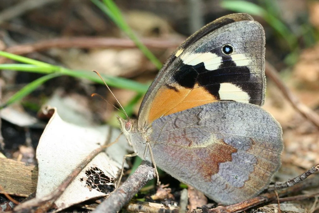 Common Brown Butterfly-Heteronympha merope Credit Martin Stokes, Green Adelaide.jpg