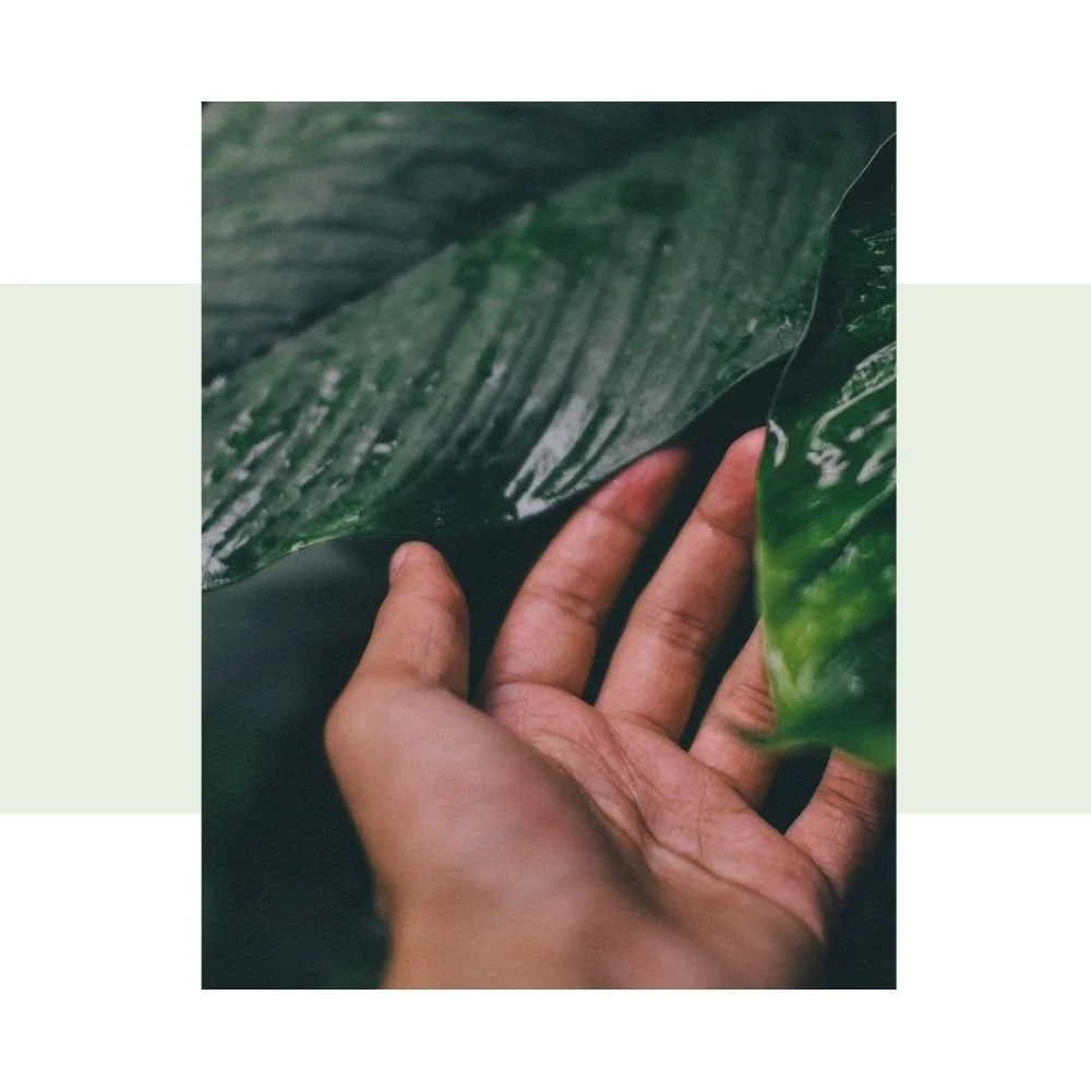 hand reaching for large green leaves