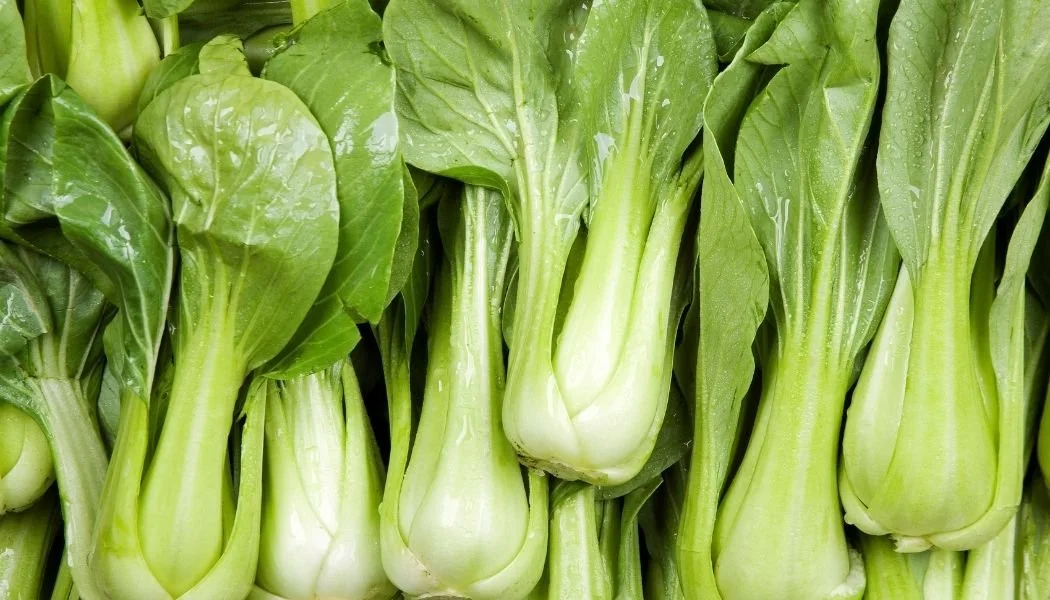 BOK CHOY, SUZHOU BABY: The crisp and tender heads are tightly packed and remain delicious even once the leaves get large. Impressive and adaptable variety boasting bolt resistance, as well as heat and cold tolerance.
