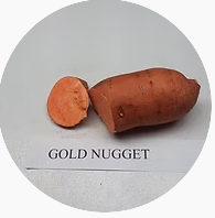 SWEET POTATO, GOLD NUGGET: This is an early variety. Vining, cut leaf, light red skin, orange flesh, average yield. 