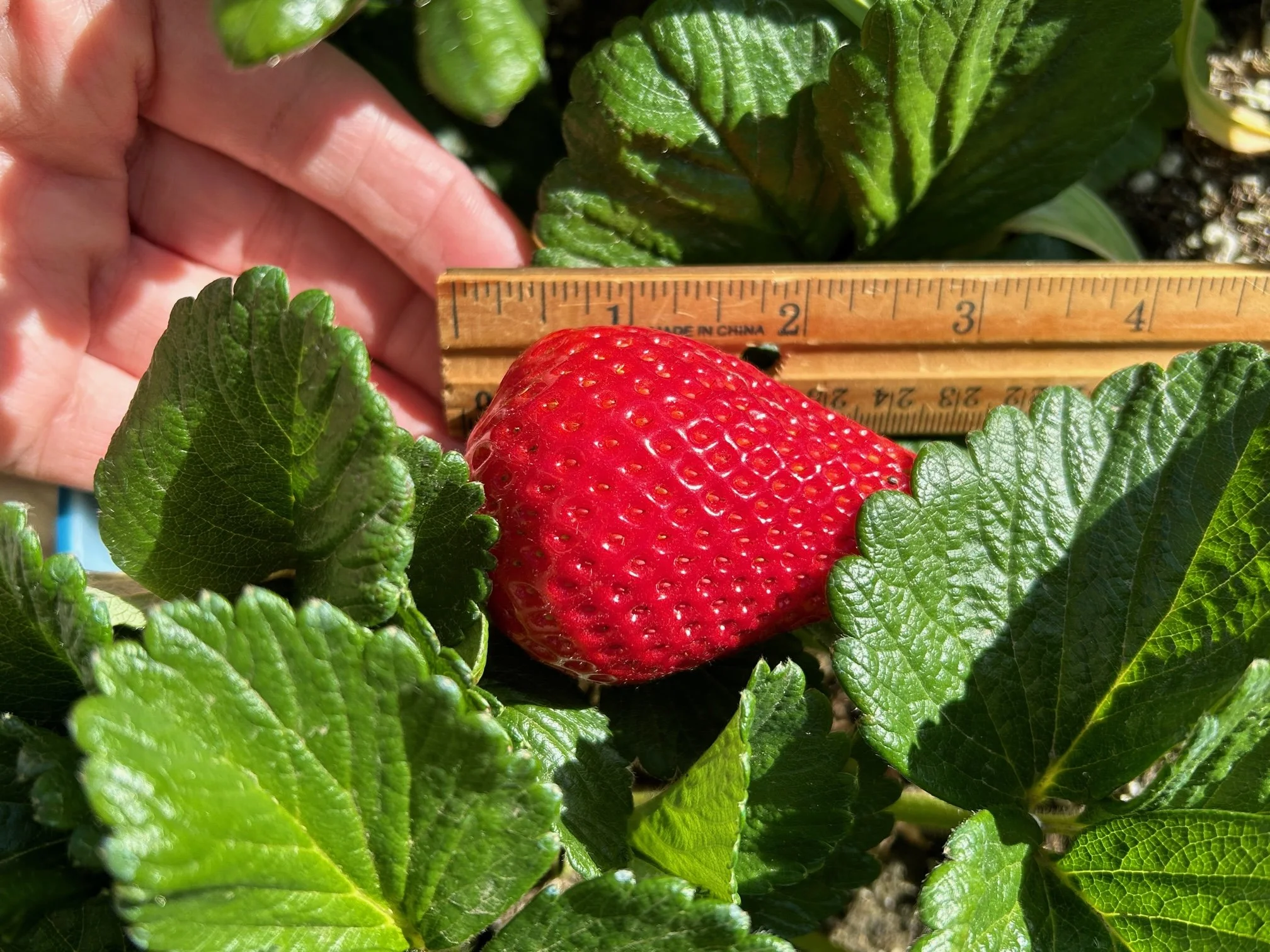 STRAWBERRY, FRONTERAS (bare root): We decided to try the Fronteras for the 2023 season because we were so impressed by its size and flavor. It is a short day variety, meaning it responds to day length, produces the bulk of its fruit in the shorter da