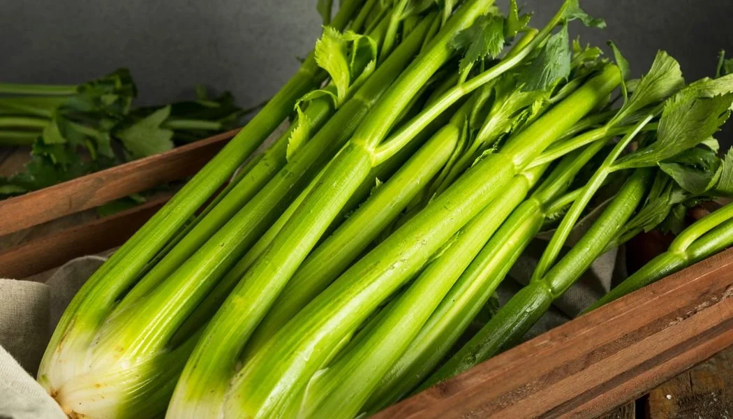 CELERY