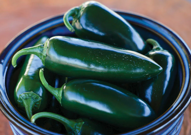 PEPPER - JALAPEÑO, BLACK MAGIC: The fruit of this unique variety are very shiny and such a dark green they appear nearly black. The striking 4" long fruit are very uniform, thick-walled, and high quality. 
