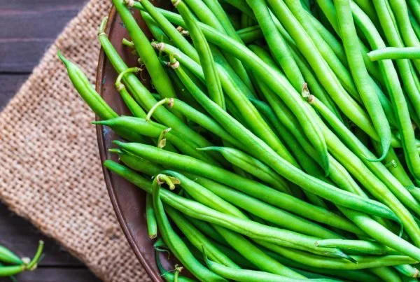BEAN, BUSH - PROVIDER: Provider Bush Bean is a prolific, bush variety that produces heavy-yielding, 18″ compact plants. Produces 5 to 5-1/2″ pods that are uniform and round. 50 days to maturity. Bush varieties are shorter and mature faster than pole 