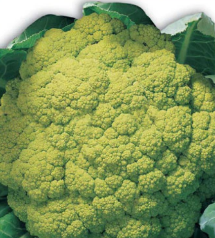 CAULIFLOWER, GREEN - VERDE DI MACERATA: Compact medium-sized head. No need to blanch. Nice taste; cook or eat fresh. 