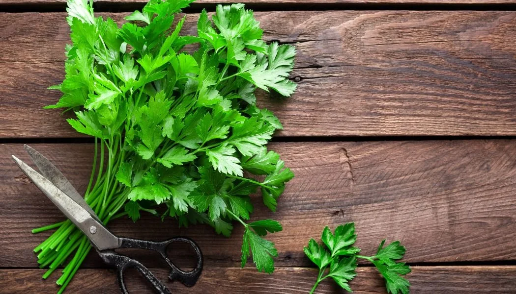 **UNAVAILABLE** HERB - PARSLEY, ITALIAN FLAT LEAF: Flat-leafed parsley is favored for its deep flavor, which some say holds up better in cooking than curly parsley. It is popular in Mediterranean and Middle Eastern cuisine. Easy to chop, the nutritio