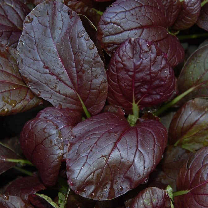 BOK CHOY/PAK CHOI, PURPLE MAGIC: This variety of pak choi has the most intense color of all the purple choi. It has a deep, dark purple top leaf with green under leaves, purple veins, and green petioles. It can produce a beautiful purple color in war