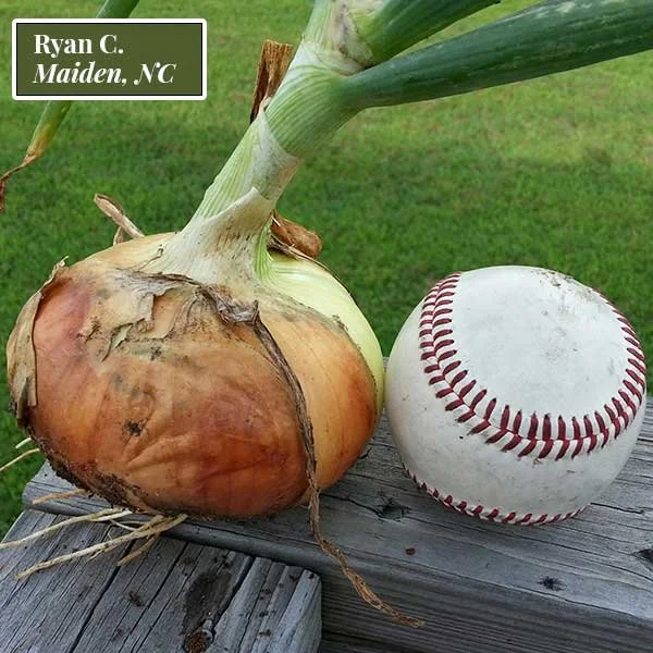 ONION, BULBING - CANDY: Candy onion plants are known for their strong root system and disease resistance. The plants will produce large onion bulbs in late Spring/early Summer.