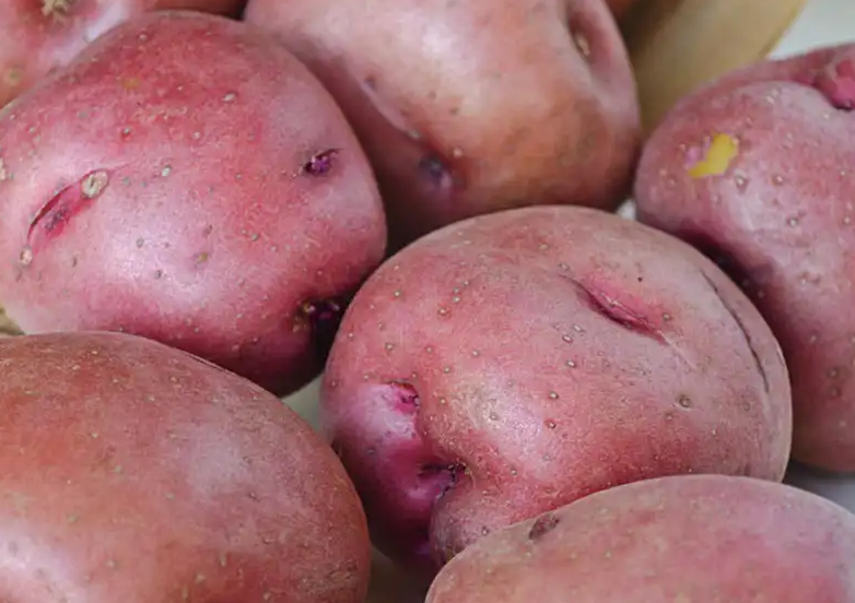 NEW FOR 2026! POTATO, RED PONTIAC: Purchase seed potatoes, plants in a 4” pot or a complete potato growing kit! 
