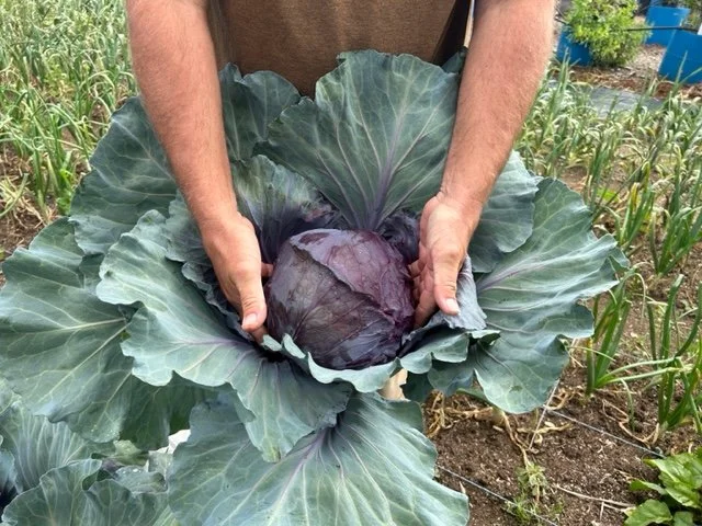 CABBAGE, RED JEWEL: This cabbage is a hybrid red cabbage variety known for its improved head quality. This cabbage variety has some of the best, bright burgundy colors of any red cabbage variety. Red Jewel produces heads that average 6 inches in diam