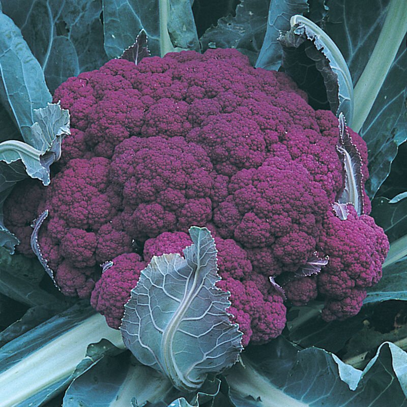 CAULIFLOWER, PURPLE - DI SICILIA VIOLETTO:  Deep purple. Turns green when cooked. Excellent taste & looks beautiful. This is a favorite in the Seeds from Italy garden. Will form side shoots after you cut the main head; space 20 inches if you are lett