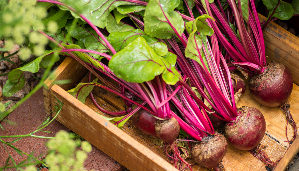 **OUT FOR SEASON** BEETS, DETROIT DARK RED: The most popular all-purpose red beet that is tender and sweet, with a smooth, round shape and rich scarlet color. 13 to 16 inch greens can be eaten raw or cooked.