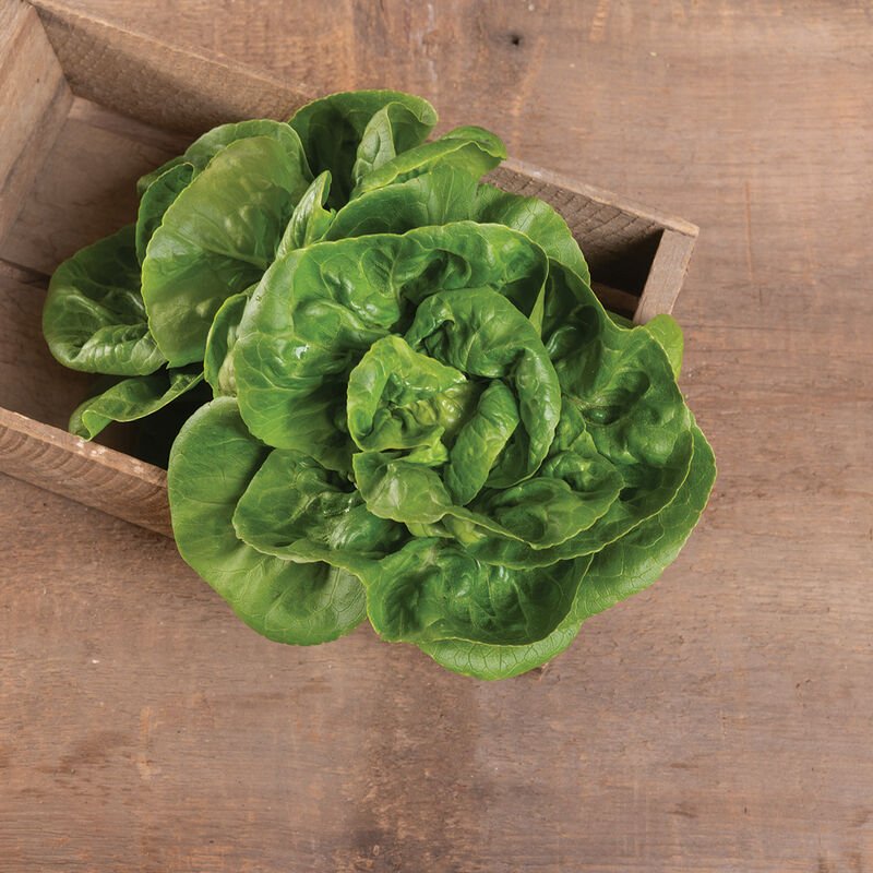 LETTUCE, LITTLE GEM: Very small, green romaine type. A uniform strain of an old French variety renowned for its buttery texture and sweet flavor. A great heat tolerant variety.