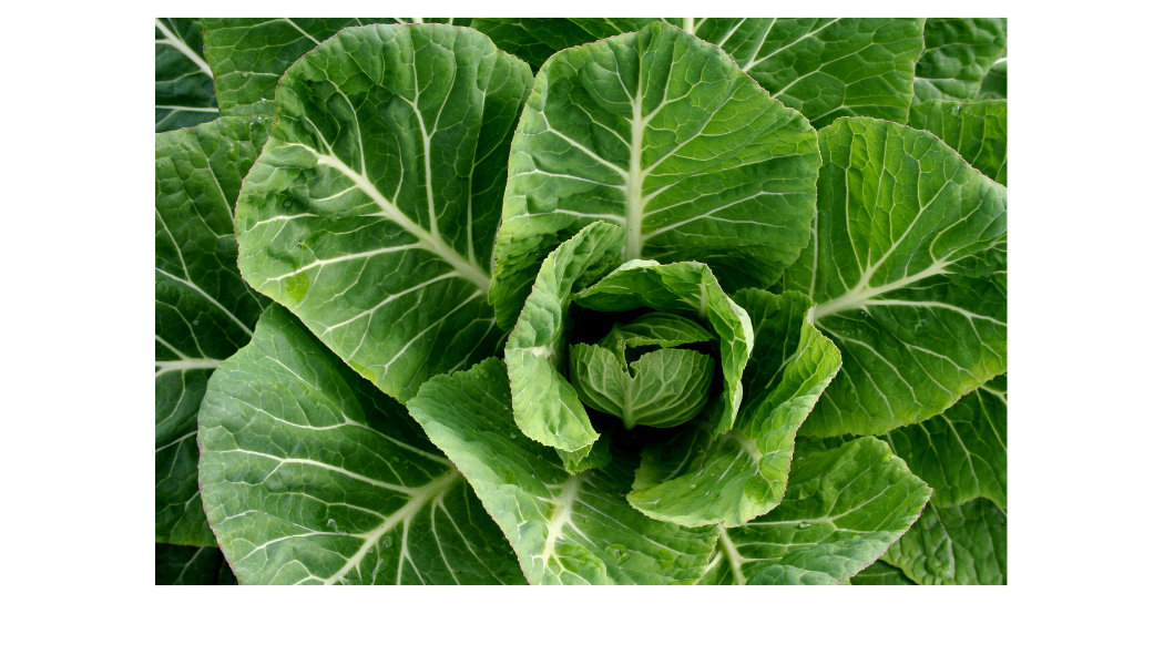 COLLARDS: Georgia Southern Collard is a pre-1880 heirloom variety with good resistance to heat and cold.  It has a distinct cabbage-like flavor compared to other collard varieties and produces large, tender leaves ideal for cooking and freezing.