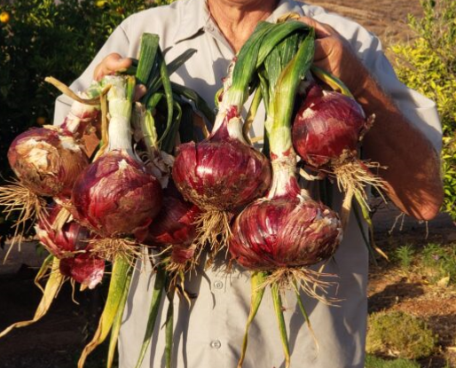 ONION, BULBING - RED CANDY: The ideal red variety for fresh eating or cooking, Red Candy Apple has a delicious flavor so sweet you can eat them raw, but will also add wonderful flavor to any recipe. From our experience, plants in Southern California 