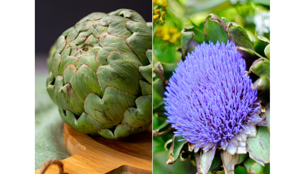 ARTICHOKE, GREEN GLOBE: This is the artichoke type most commonly found in supermarkets and makes a great ornamental. If the heads are allowed to bloom, they produce bright purple flowers. Expect a harvest of 3–4 heads throughout the summer.