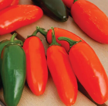 PEPPER - JALAPEÑO, ORANGE SPICE: Bred by New Mexico State in 1995 from a cross of a bell pepper and a jalapeño pepper this jalapeño is known for its vibrant, citrusy tang with mild to medium heat. Super ornamental with dark orange to red skin color. 