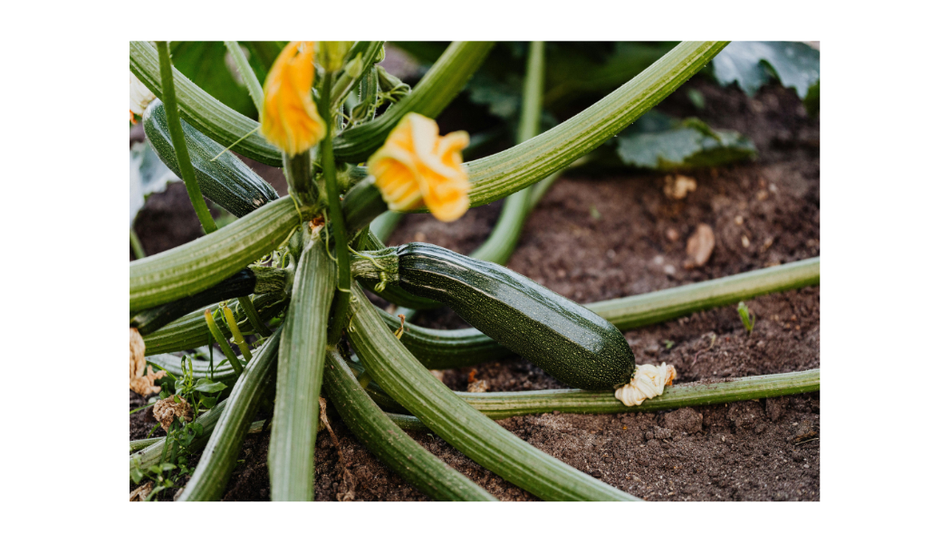 SQUASH (SUMMER) - ZUCCHINI, GARDEN SPINELESS: Nearly spineless, open plants make painless harvesting of glossy, dark green zucchinis easy; tender, mild flavor shines grilled or sautéed, and frequent picking boosts yields.