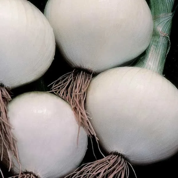 ONION, BULBING - TEXAS EARLY WHITE:  Texas Early White onions have a great reputation for ease of growing, flavor, and disease resistance. These sweet, globe shaped, open-pollinated onions are resistant to greening, bolting, and single centers. With 