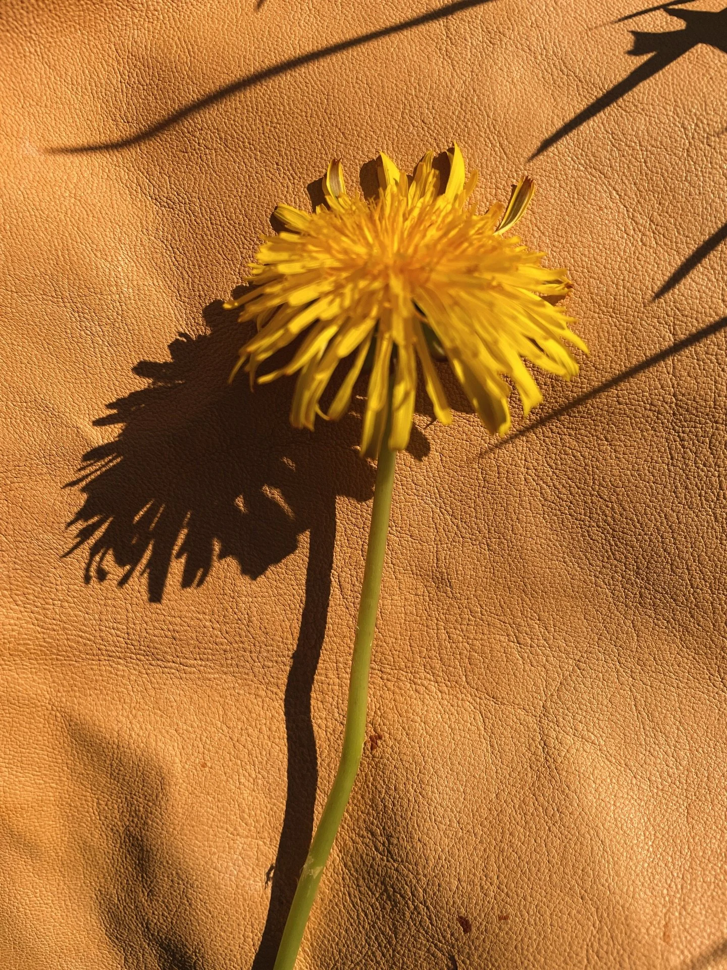 Just me and my bag, moving through moments, collecting pieces of time. What story are you carrying right now? 

In a world that never really slows down, we slow down within, notice more, feel deeper …and bloom anyway! 🌼

#maraicollections #wo