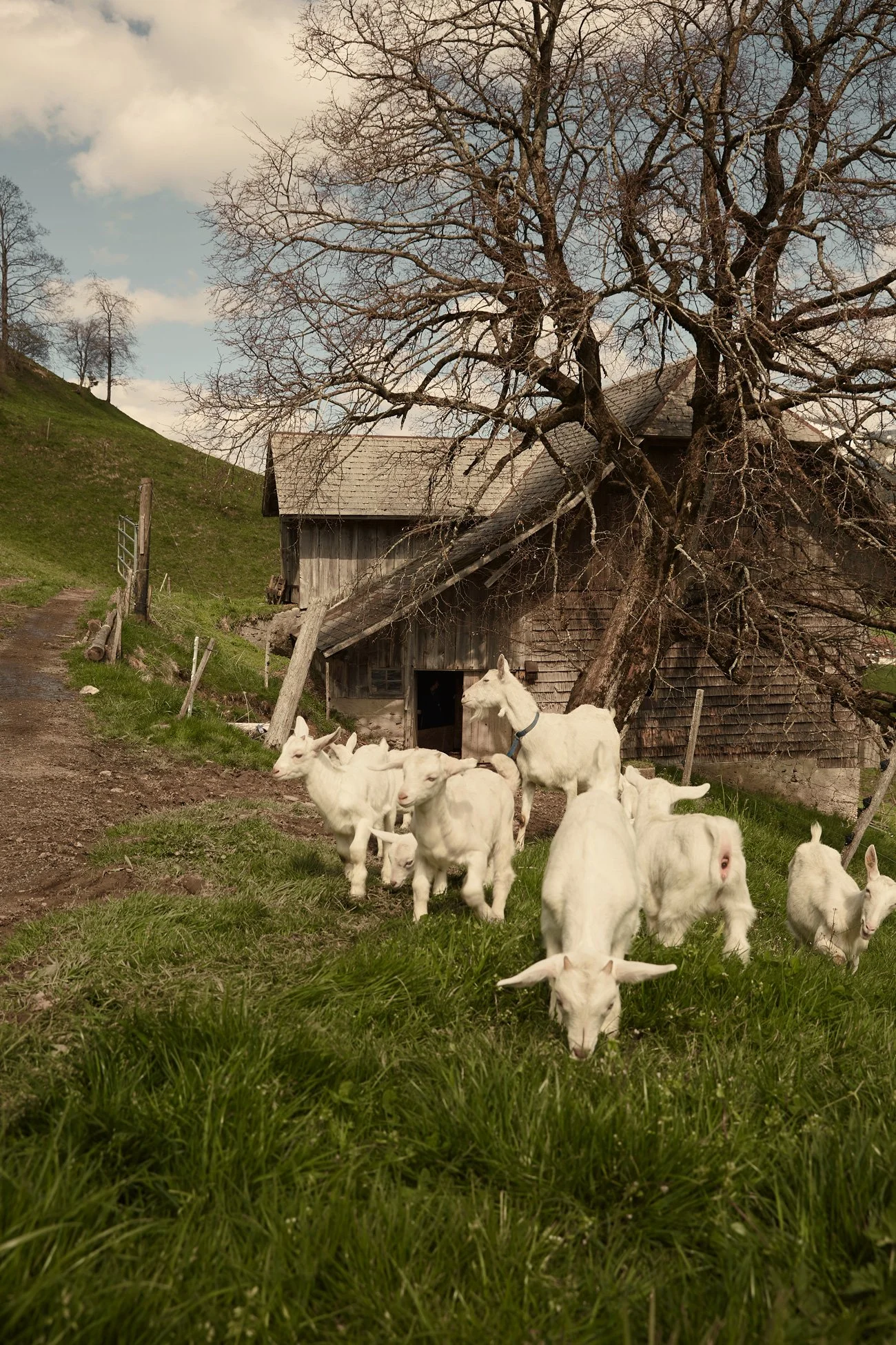 Goatskin | Buy sustainable leather