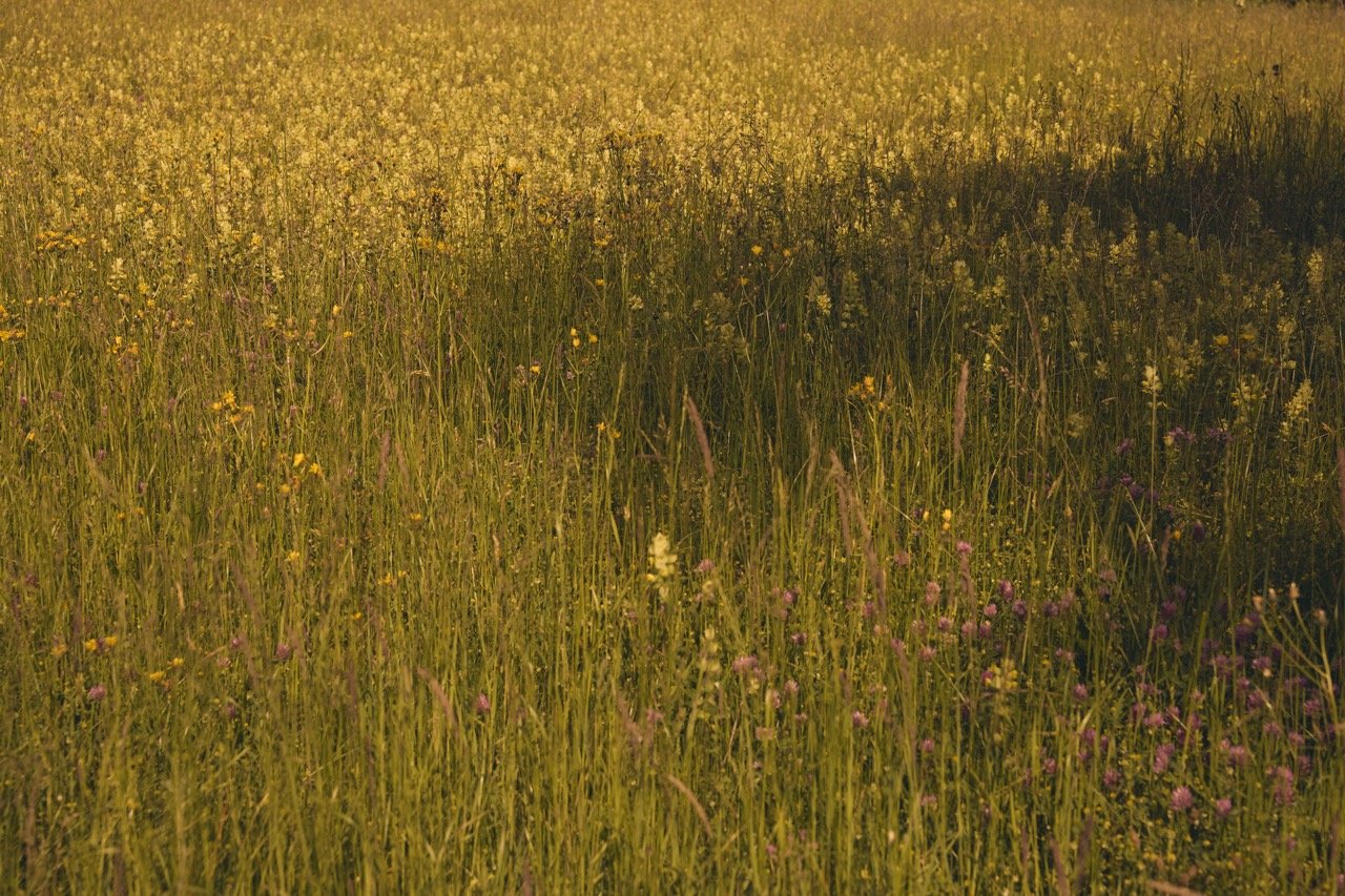 Field Notes: Ein August voller Einfachheit