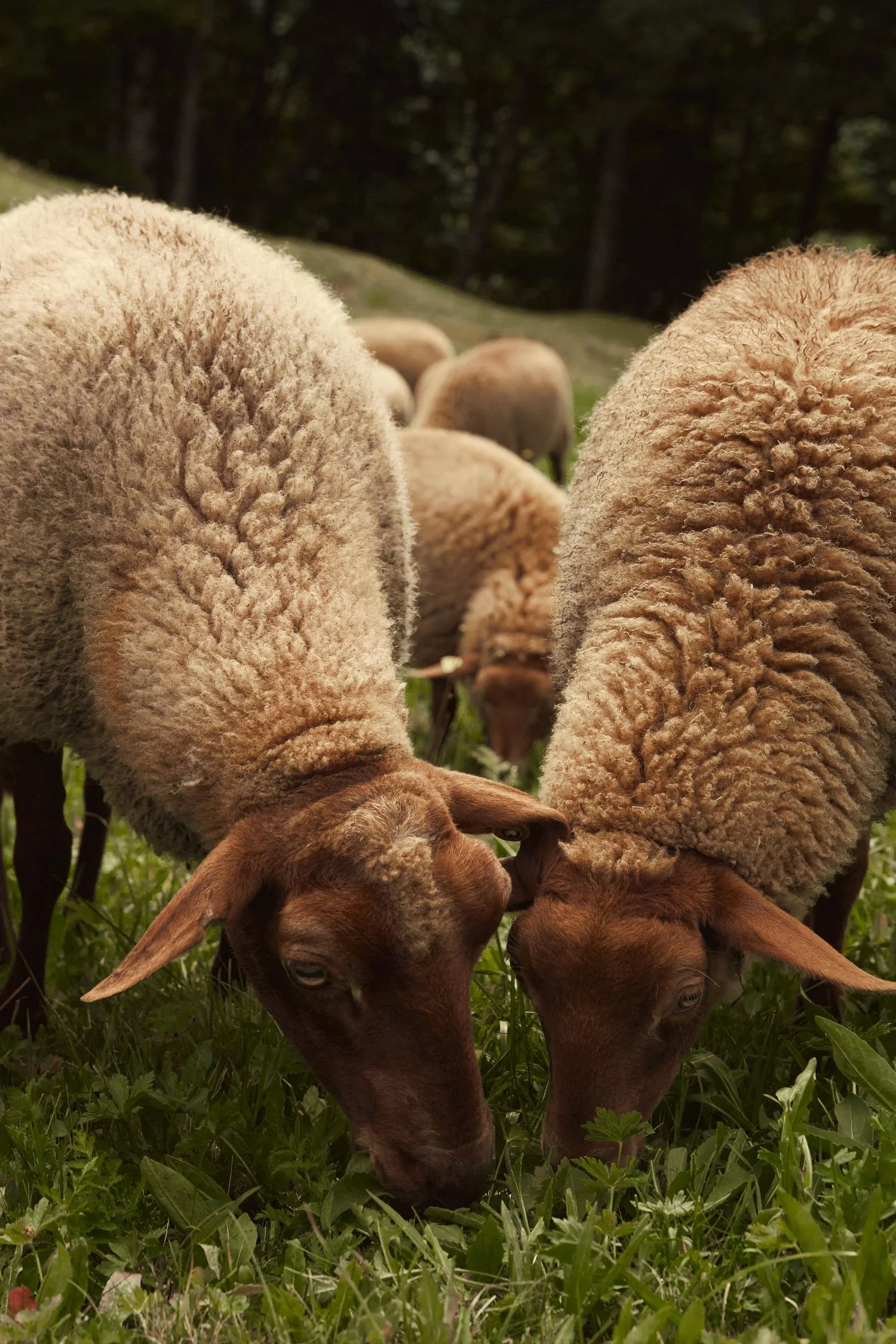 Buy Sheepskin | Buy Sheepskin Online | Swiss Sheepskin