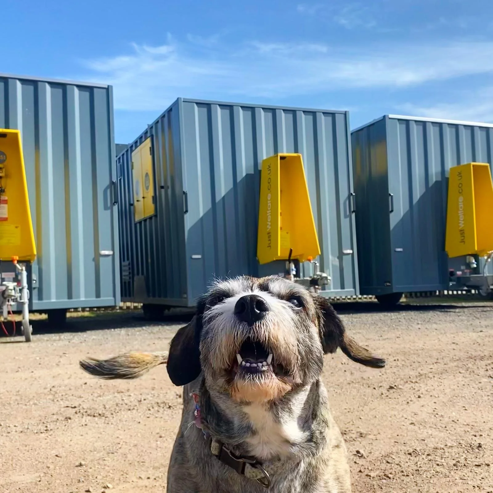A happy dog with a wide smile and open mouth standing on dirt ground under a blue sky, with large gray storage containers and yellow electric supply units in the background.