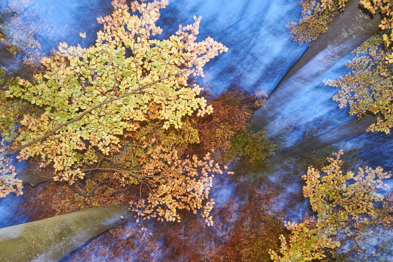 Madlena Cavelti: Herbst im Wald