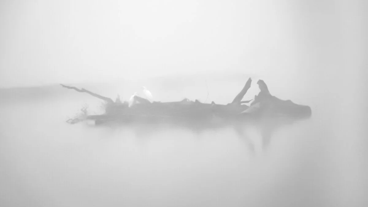 Patrick Limacher: Silberreiher im Morgennebel, aufgenommen am Flachsee mit einem EF 100-400 Objektiv.