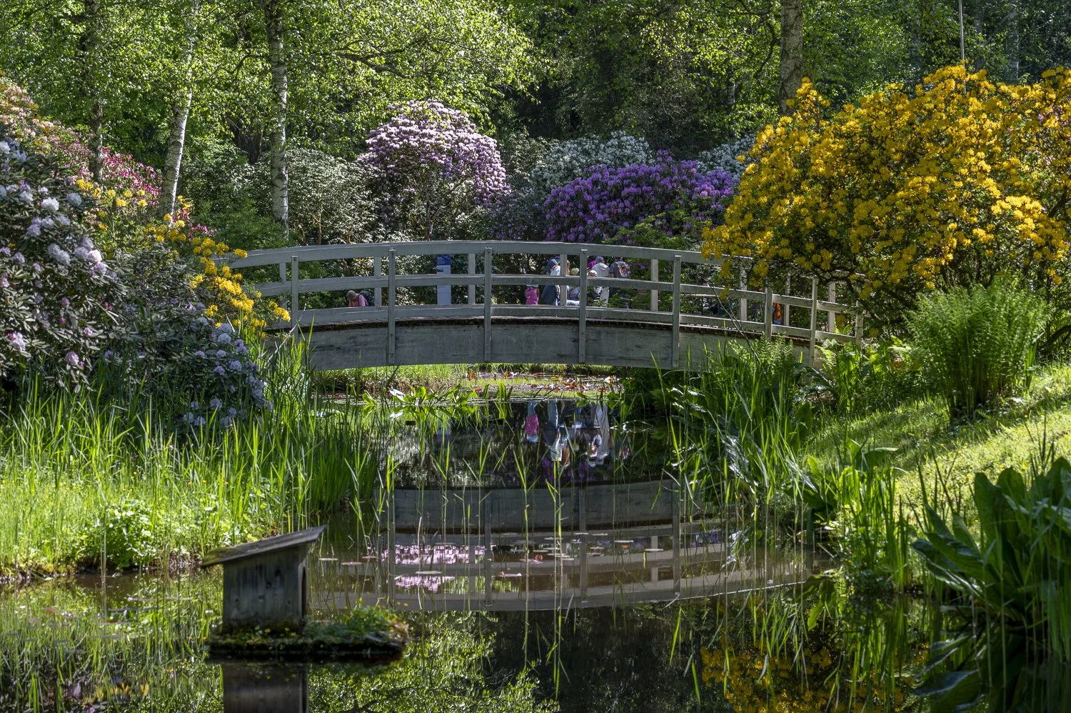 Ed_van_Hees_SelegerMoor-21463.jpg